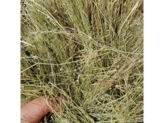 Teff